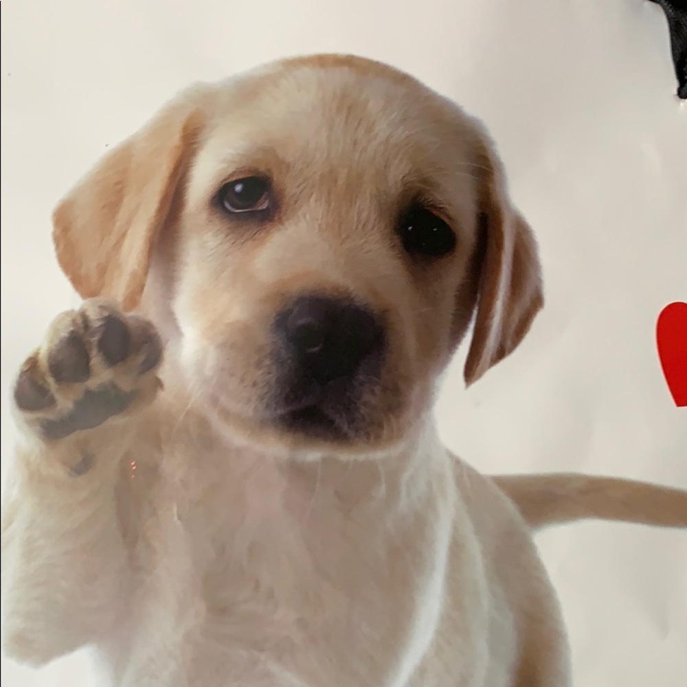 Meet your Posher, Kelsie